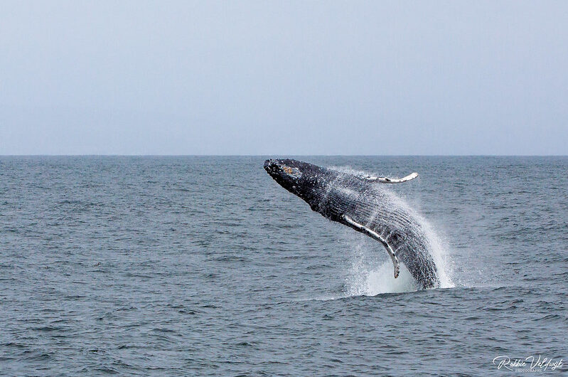 Humpback Whales in the North Atlantic: Understanding Migration Patterns and Conservation Needs