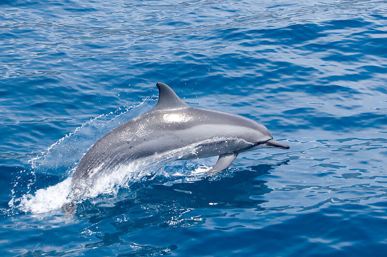 The Dolphins of the Atlantic: Exploring Species, Behavior, and Migration in Tropical and Cold Waters