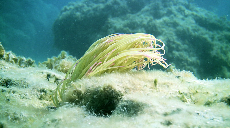 Exploring the Atlantic’s Underwater Mountains: New Discoveries from Deep-Sea Expeditions