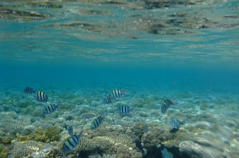 The Atlantic Ocean’s Role in Carbon Sequestration: How Marine Life Helps Fight Climate Change