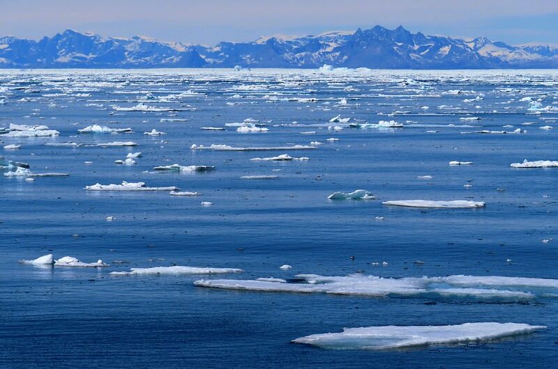 The Marine Life of Iceland: Puffins, Whales, and the Diverse Arctic Ecosystem