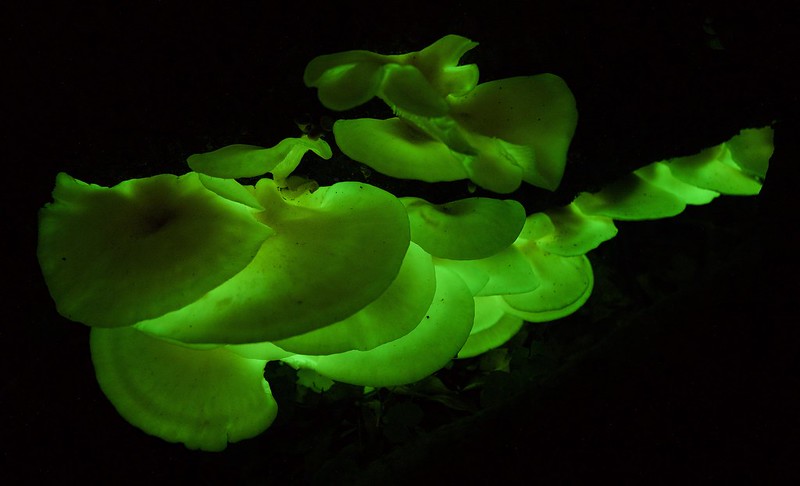 Bioluminescence in the Deep Atlantic: How Marine Life Glows in the Dark Abyss