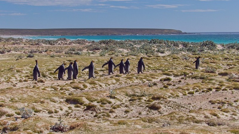 Penguins and Marine Biodiversity of the Falkland Islands: A Journey through the Southern Ocean