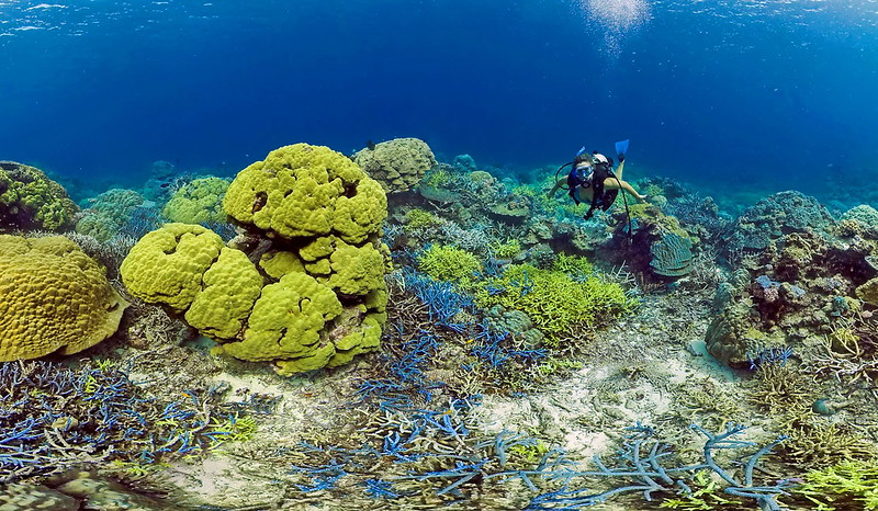 Atlantic Coral Reefs: Their Biodiversity, Threats, and Efforts to Prevent Coral Bleaching