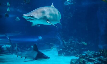 two gray sharks underwater