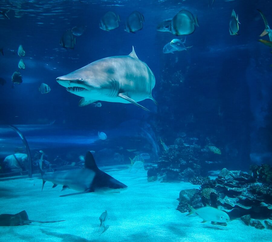 two gray sharks underwater