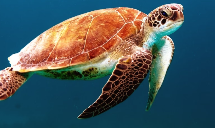 Sea Turtles of the Atlantic: Conservation Efforts to Save Endangered Species from Extinction