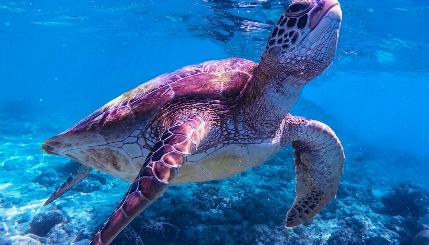 brown and black turtle in water