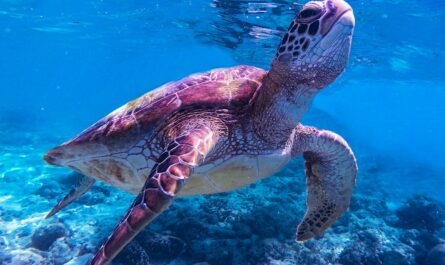 brown and black turtle in water