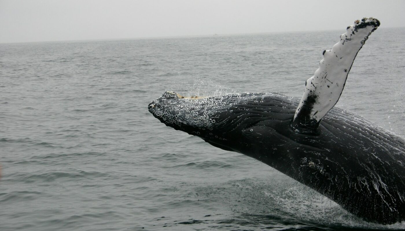 photo of whale