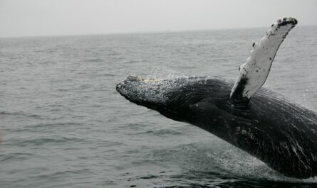 photo of whale