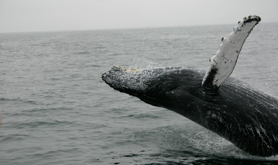 Exploring the Humpback Whale Migration in the Atlantic: From the Tropics to the Arctic