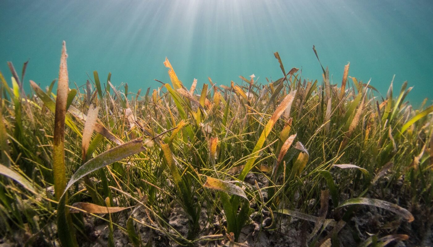 green and brown grass under blue sky during daytime