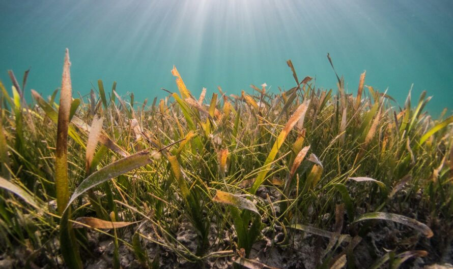 The Vital Role of Seagrass Meadows in the Atlantic: Nurseries for Fish and Carbon Sinks