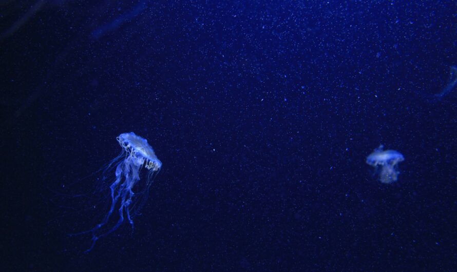 The Role of Submersibles in Deep-Sea Exploration: Mapping the Atlantic’s Hidden World