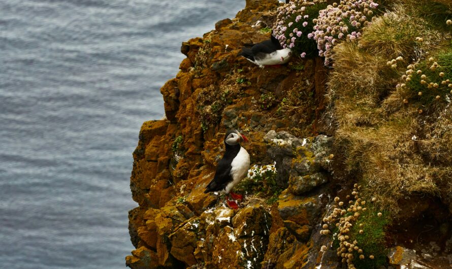 Faroe Islands: Birdwatcher’s Paradise with Puffin Colonies and Rugged Cliffs