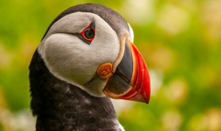 black and white bird with red beak