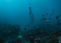 man in black shorts diving on water