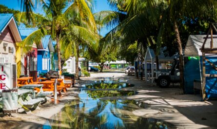 a street lined with palm trees and parked cars