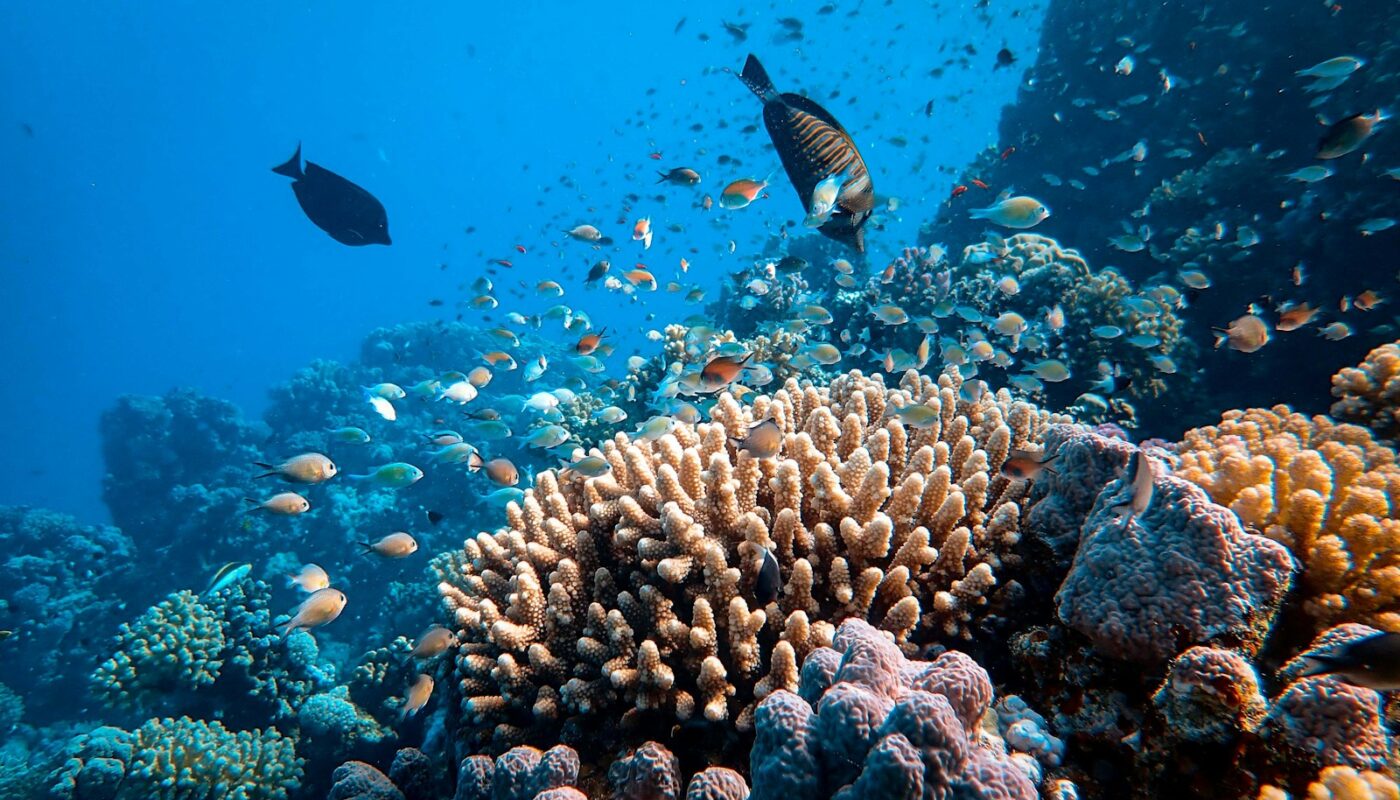 school of fish in body of water