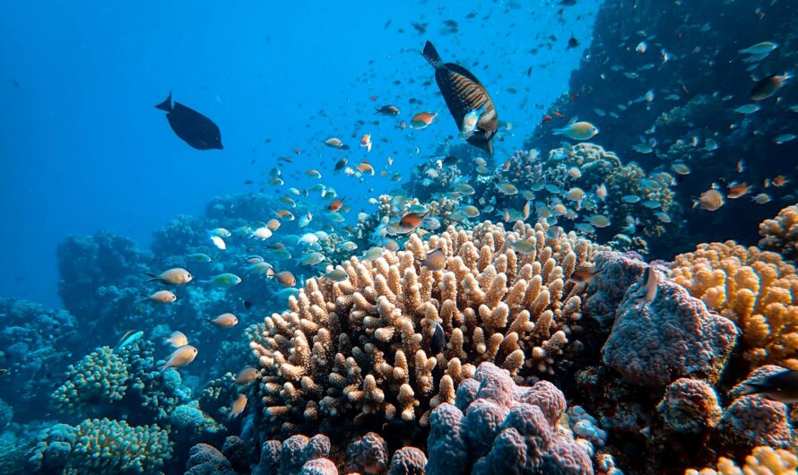 How Coral Reefs Support Marine Biodiversity in the Caribbean and Beyond