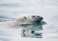 white bear on body of water