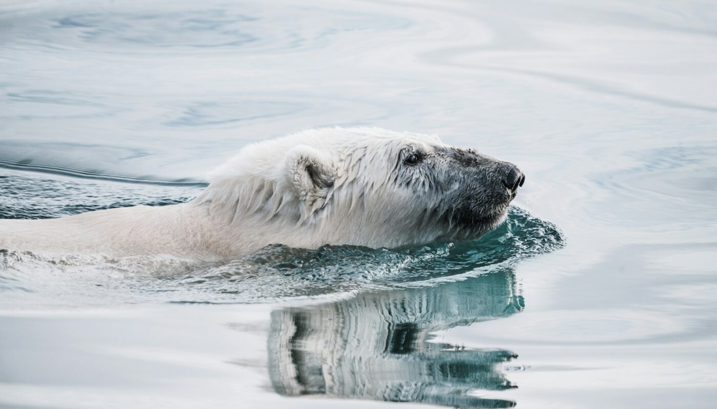 white bear on body of water