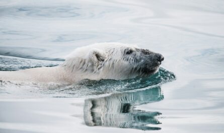 white bear on body of water