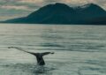 black and white bird flying over the sea