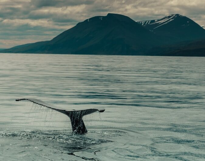 Whale Watching and Marine Biodiversity in the Azores: The Atlantic’s Volcanic Archipelago