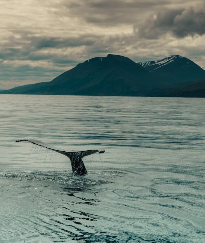 black and white bird flying over the sea